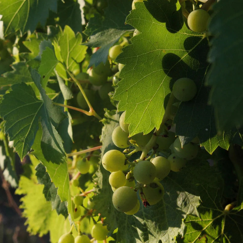Uvas Chardonnay para ISH vino blanco sin alcohol — origen Francia mineralidad y frescura
